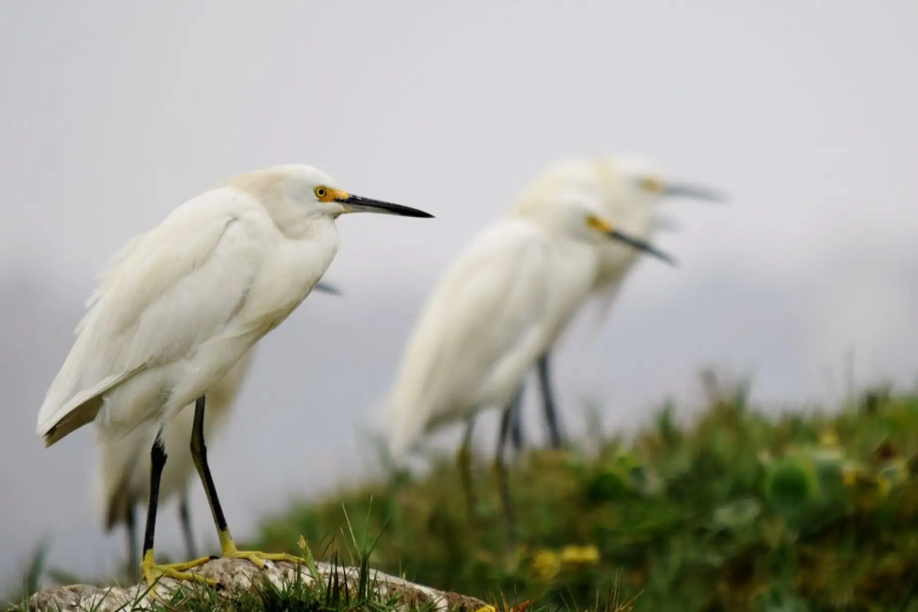 Nuevo estudio científico registra 236 especies de aves en 12 humedales costeros del Perú