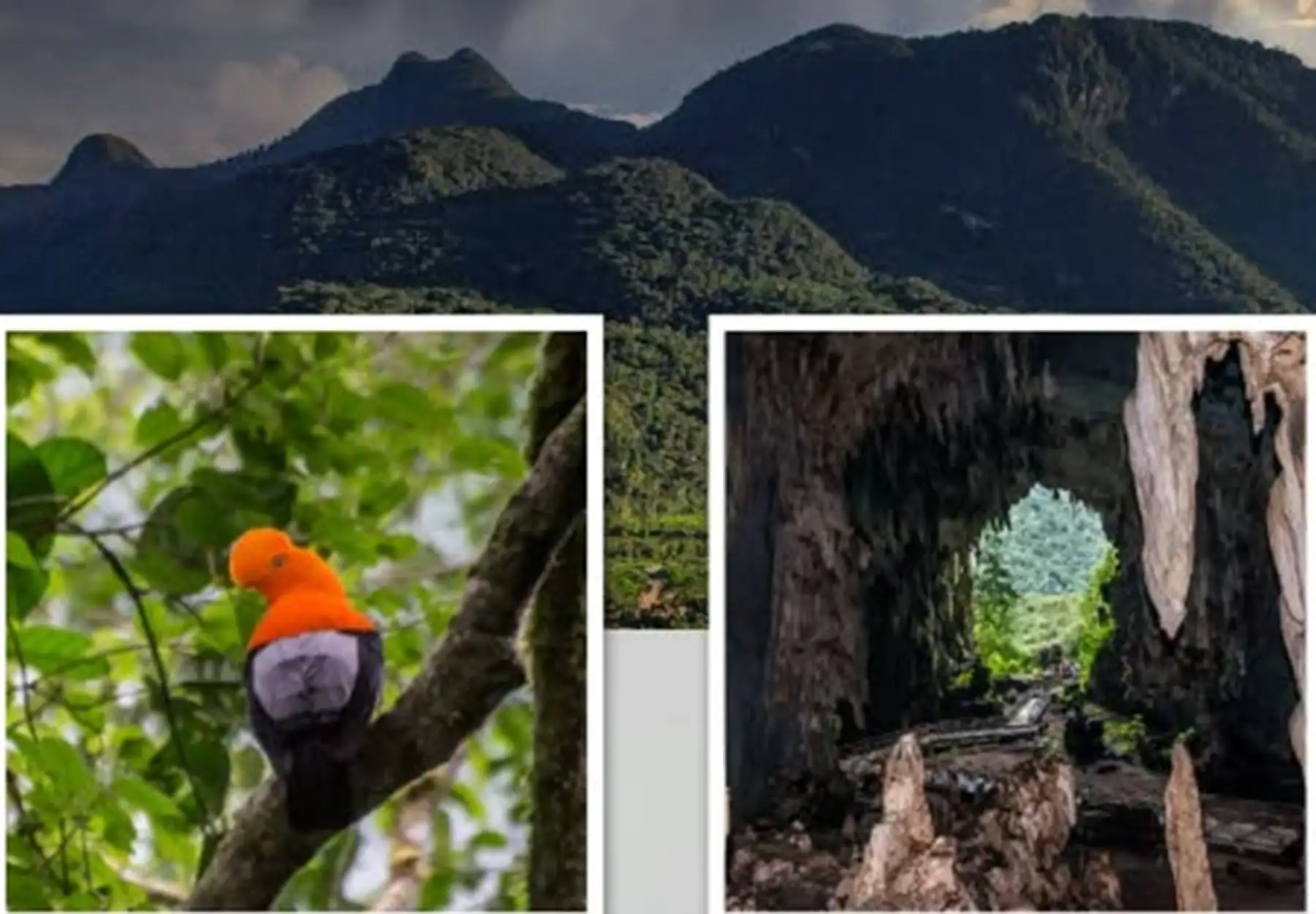El Parque Nacional Tingo María celebra, el 14 de mayo, su 61° aniversario como área natural protegida por el Estado, consolidándose como un referente del turismo sostenible en Perú.
