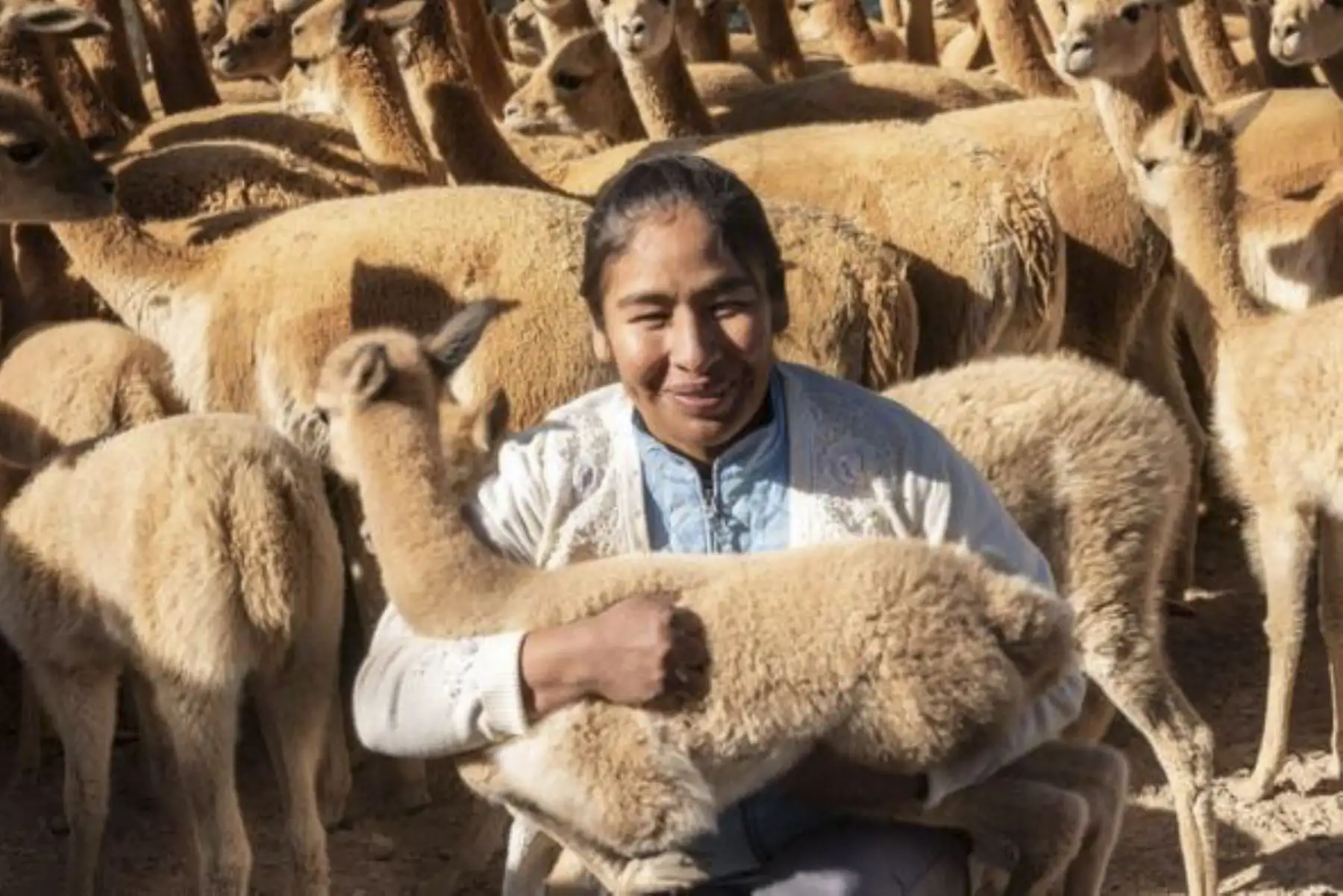 Arequipa: Congreso Mundial de Camélidos busca impulsar exportación de fibra de alpaca