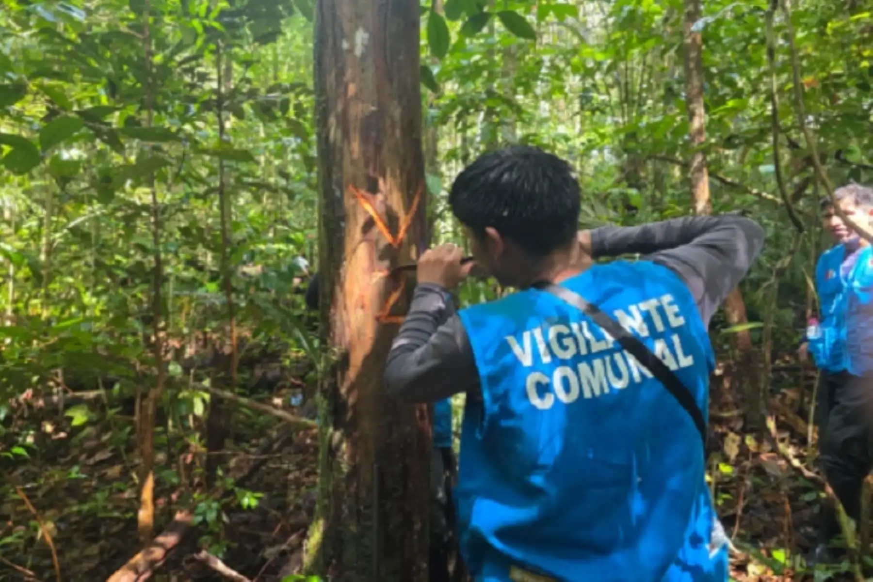 Loreto: dos comunidades nativas custodian más de 245 h de bosques para compensar multas