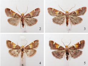 La nueva especie de polilla como “Pyralis papaleonei”, o “polilla Papa León”, en honor al jefe de la Iglesia católica, fue hallada en la isla de Creta. Foto: Cortesía Museo Estatal del Tirol 