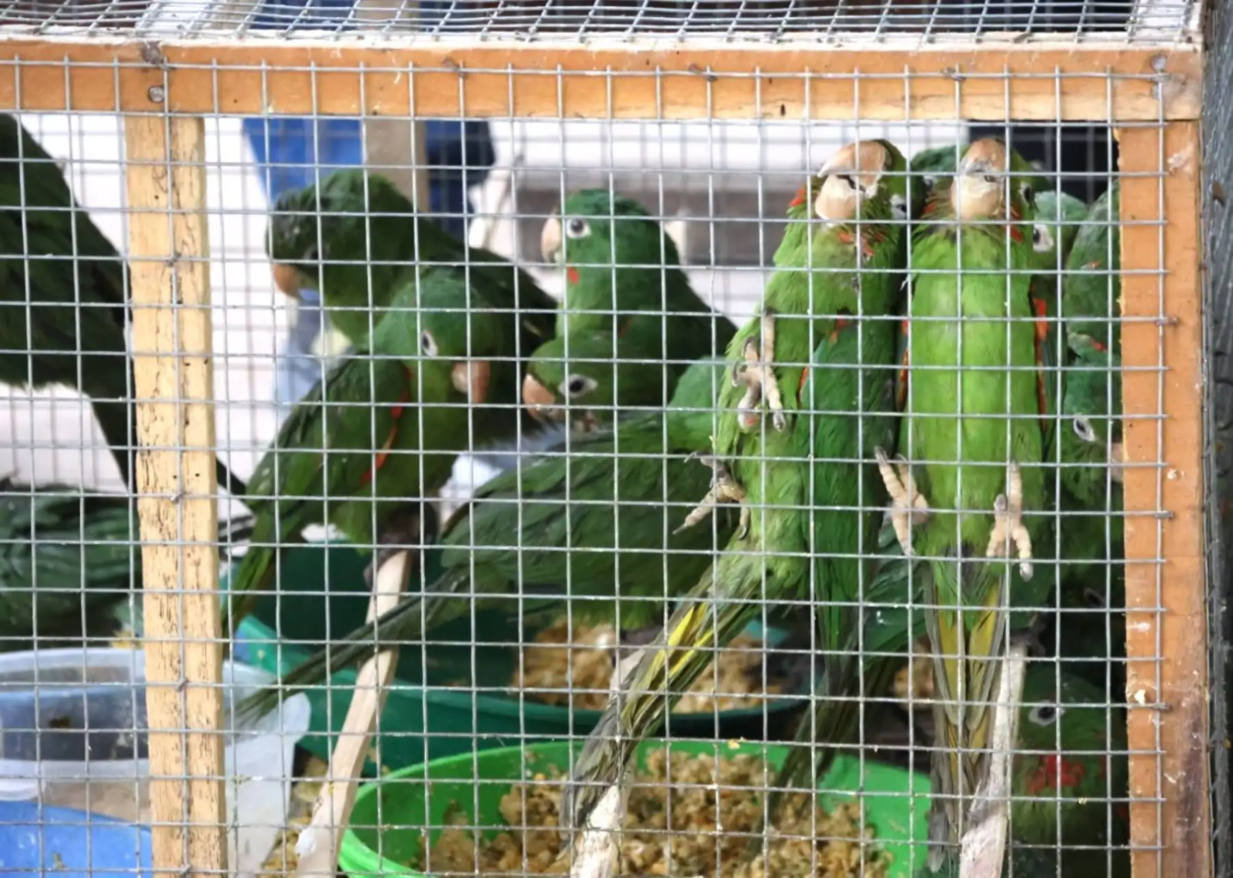 Ucayali: autoridades rescatan 195 aves víctimas del tráfico ilegal de fauna silvestre