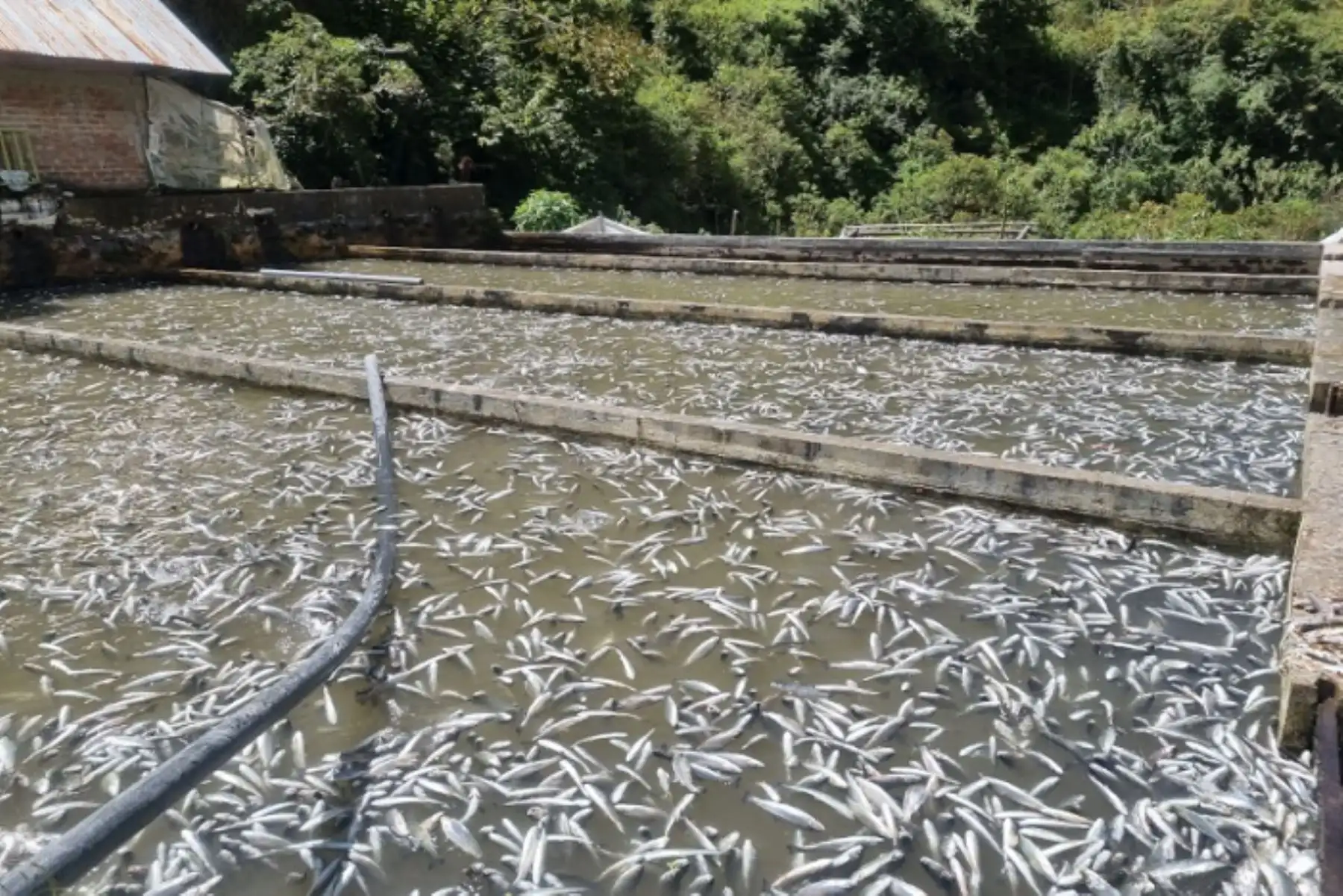 Junín: dirigentes denuncian muerte masiva de truchas con cianuro ante Fiscalía Ambiental