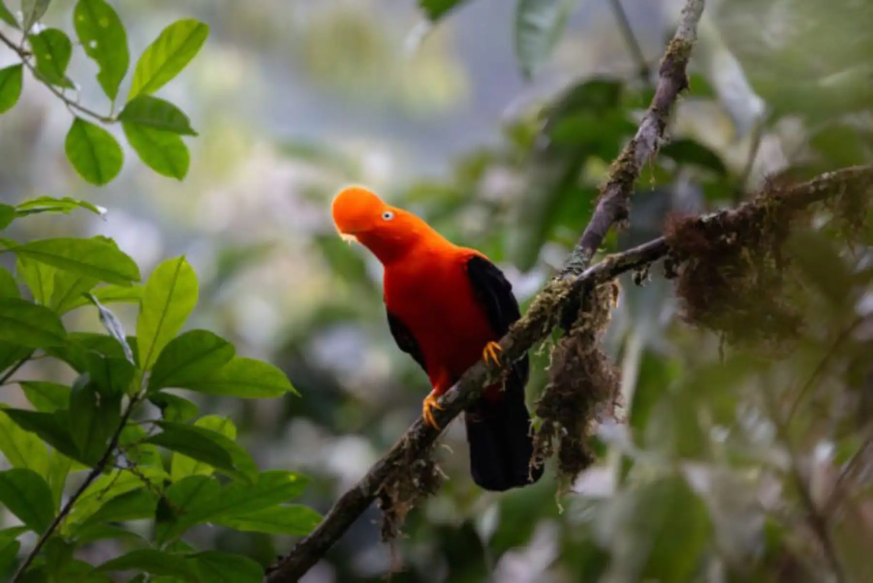 Andes peruanos acogerán a especies que migren de la Amazonia por causa de cambio climático