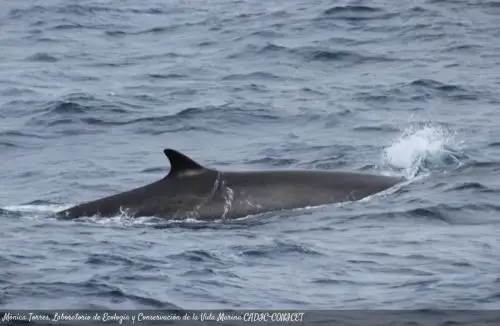 Ballena de aleta es una de las especies más grandes del mundo, superando fácilmente los 20 metros de longitud y las 70 toneladas de peso.
