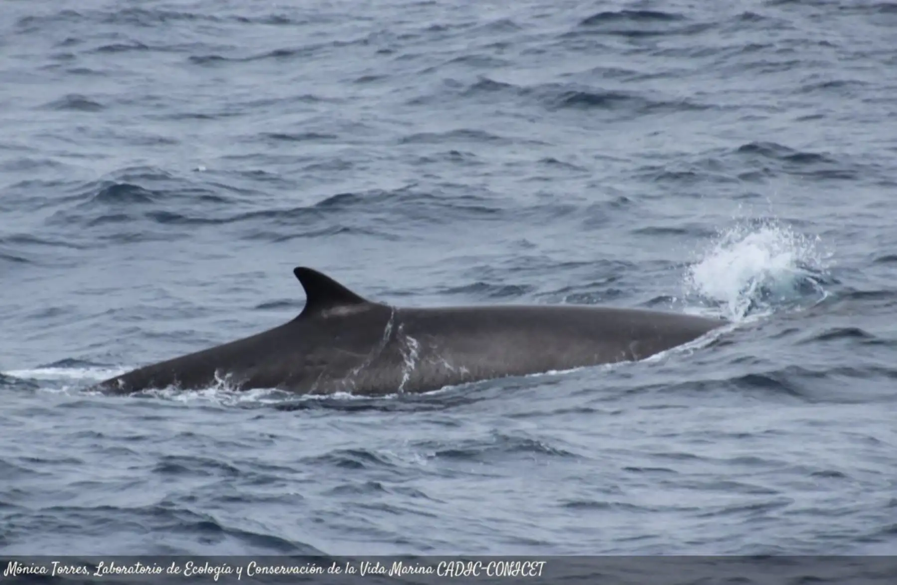 Avistan ballenas frente a Lima: estas son las razones, según Imarpe