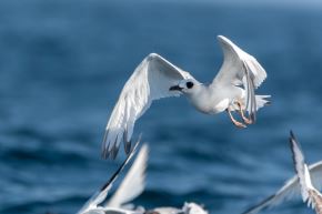 El Global Big Day 2026 reunió a más de 80 000 observadores de aves de 203 países, quienes documentaron más de 8000 especies a través de listas, fotografías, audios y videos subidos a la plataforma eBird.