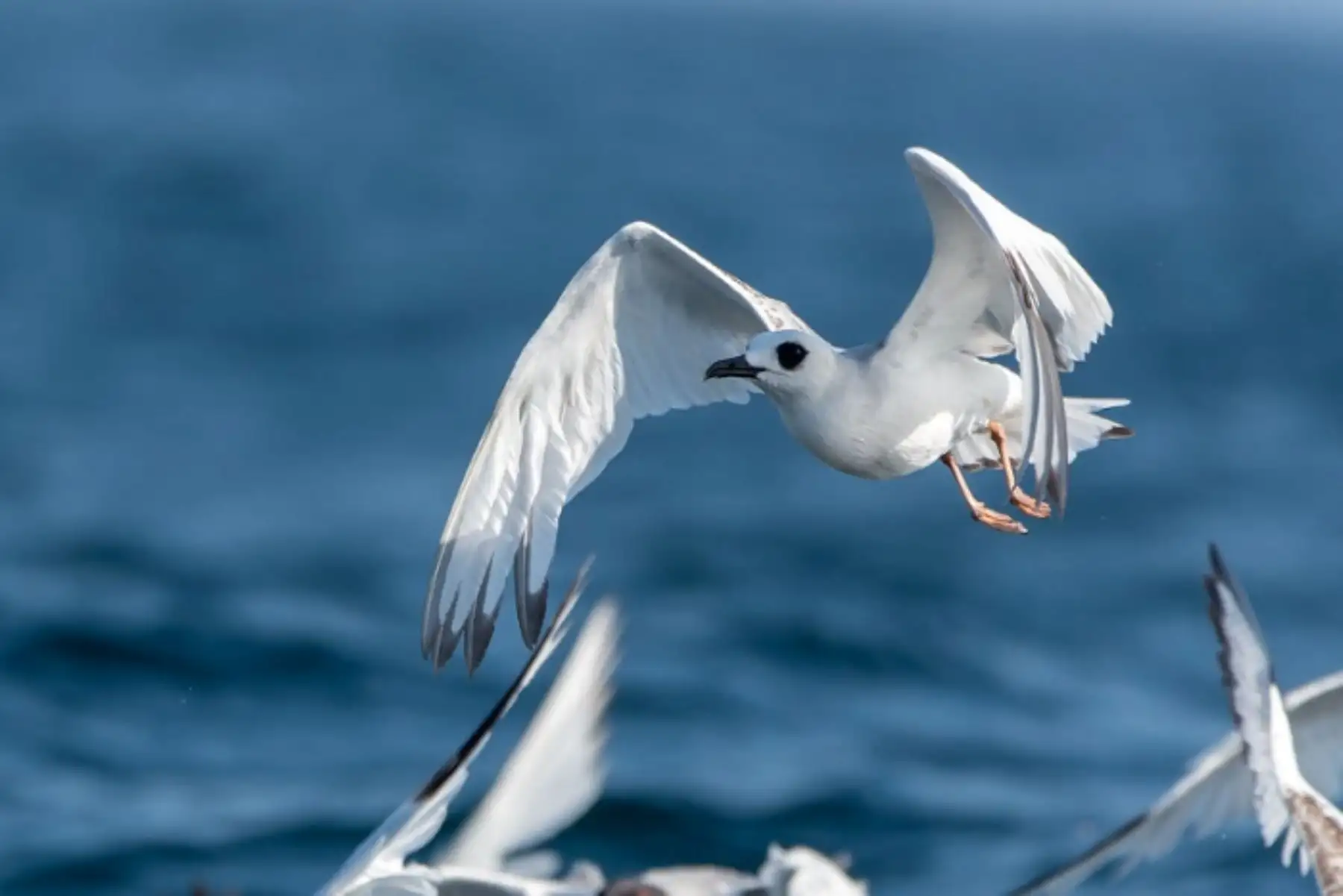 Global Big Day 2026: Perú logra segundo lugar mundial en avistamiento de aves