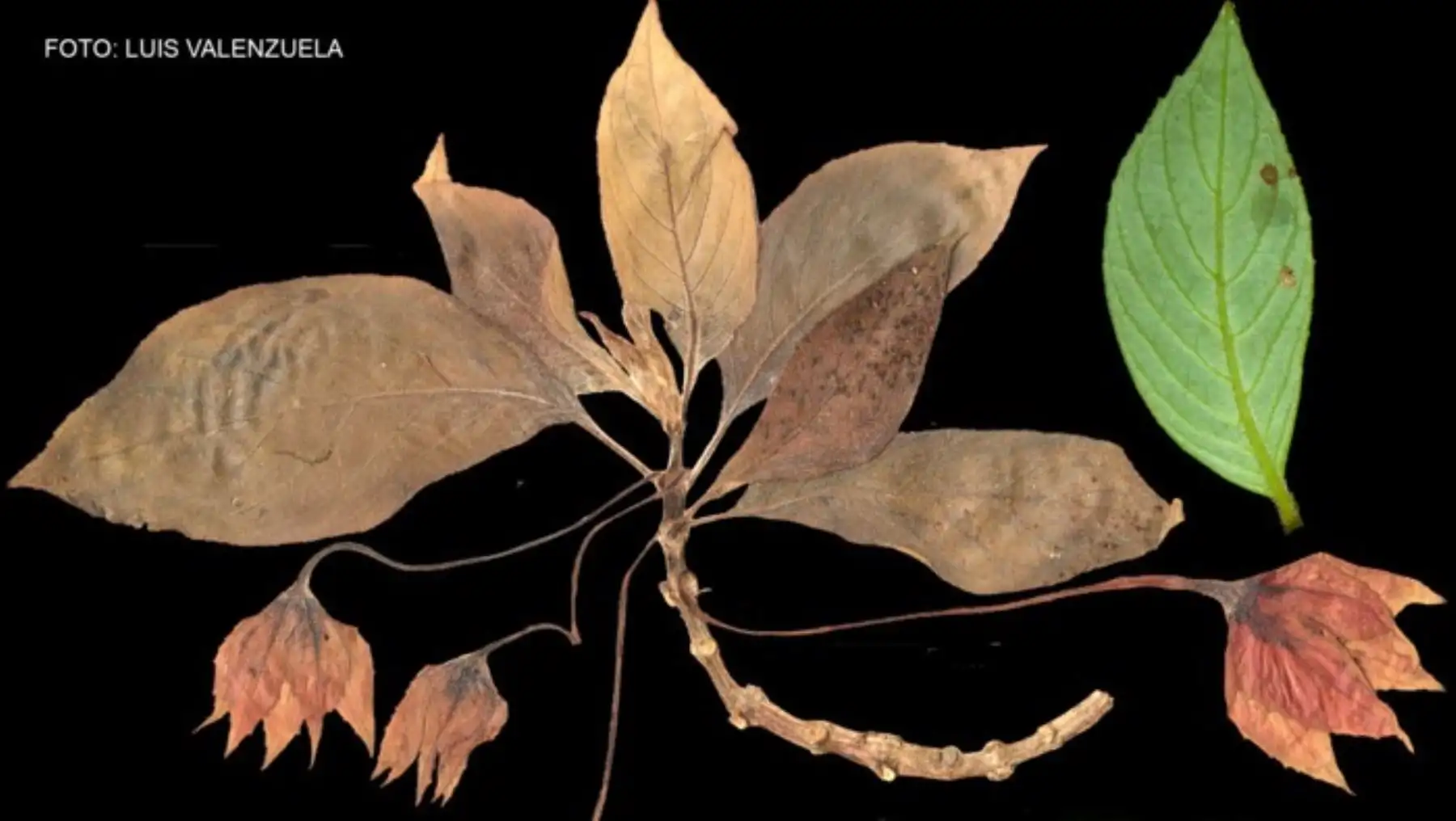 ¿Cuáles son las nuevas especies de plantas peruanas descubiertas en el Bosque Pui Pui?