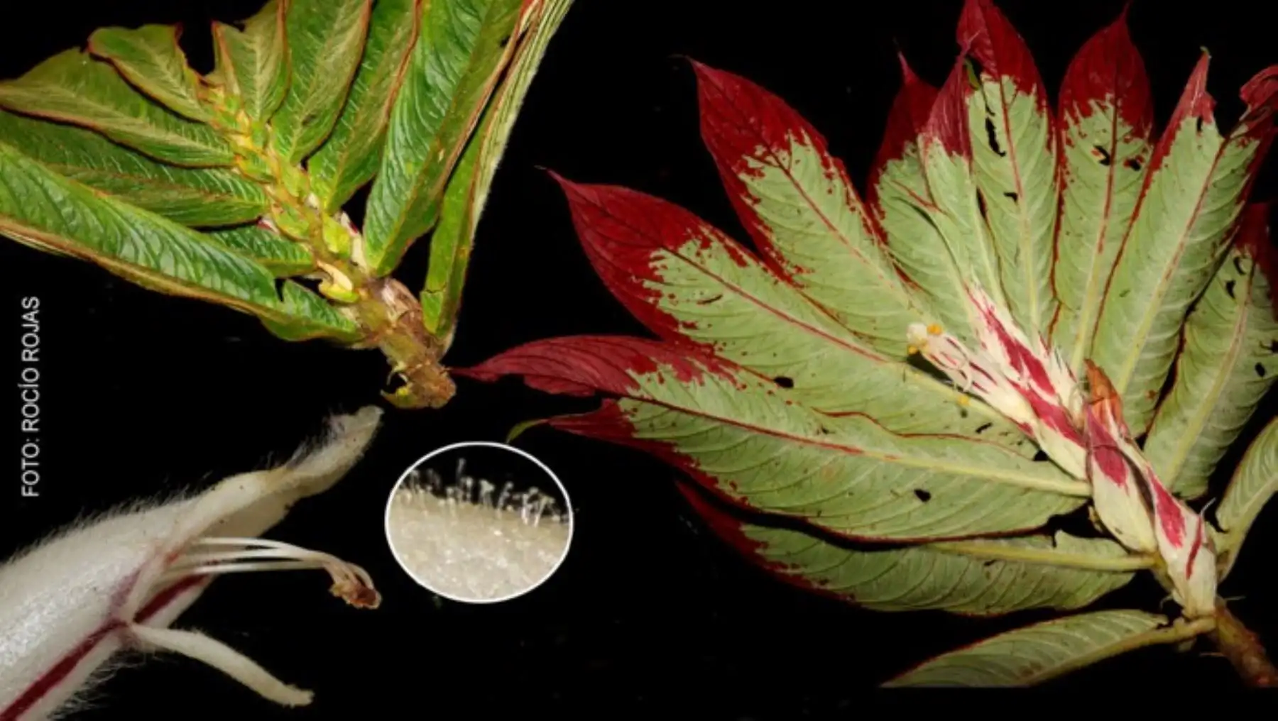 Junín: descubren dos nuevas especies de plantas en Bosque de Protección Pui Pui