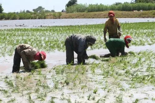 La atención a la problemática del sector arrocero es una prioridad para el Ejecutivo, precisó el Midagri. Foto: MIDAGRI/Difusión.