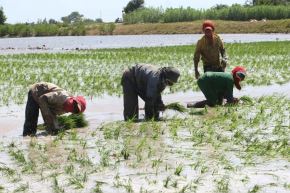 La atención a la problemática del sector arrocero es una prioridad para el Ejecutivo, precisó el Midagri. Foto: MIDAGRI/Difusión.