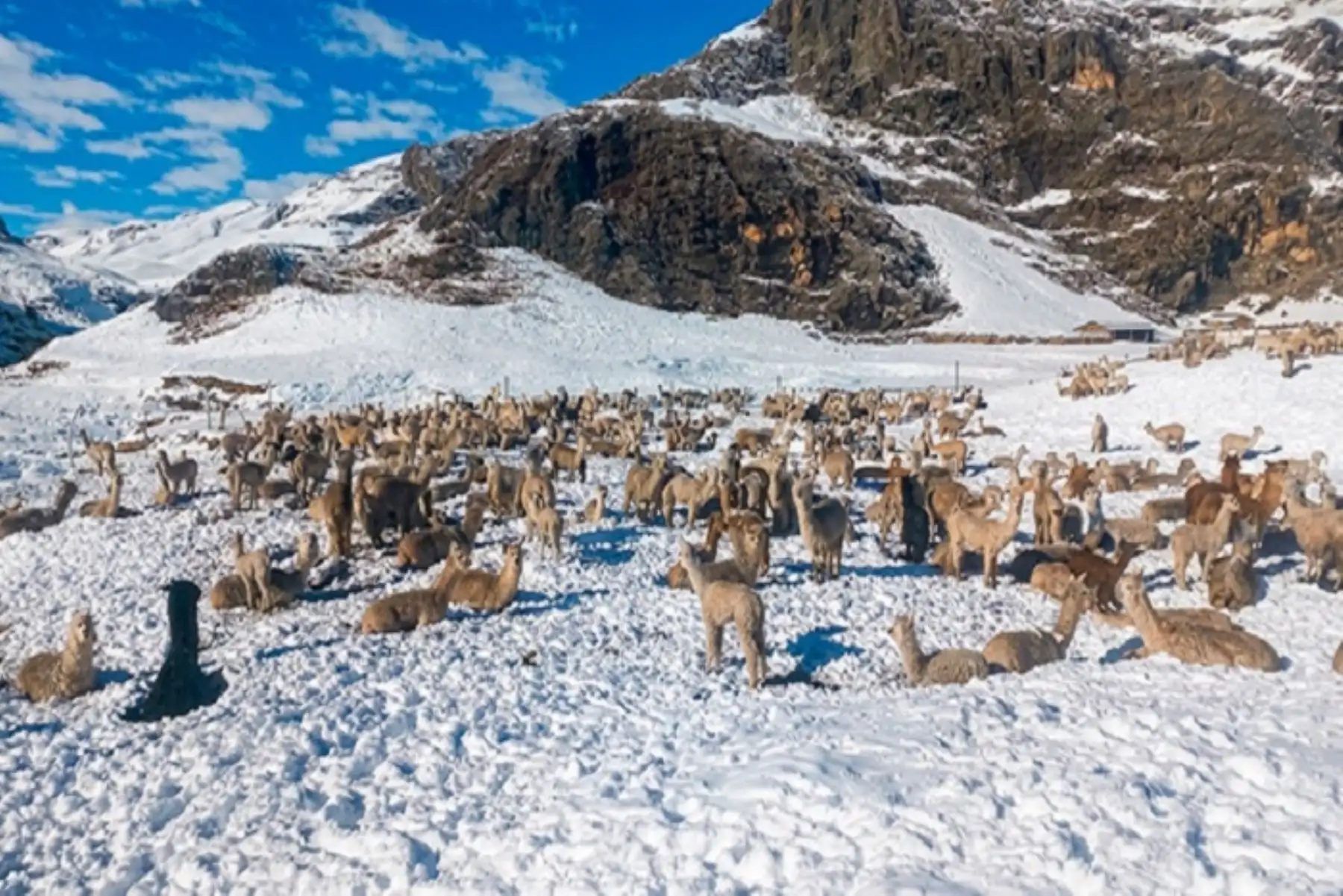 Lluvias y nevadas impactan en actividades agropecuarias de la sierra sur