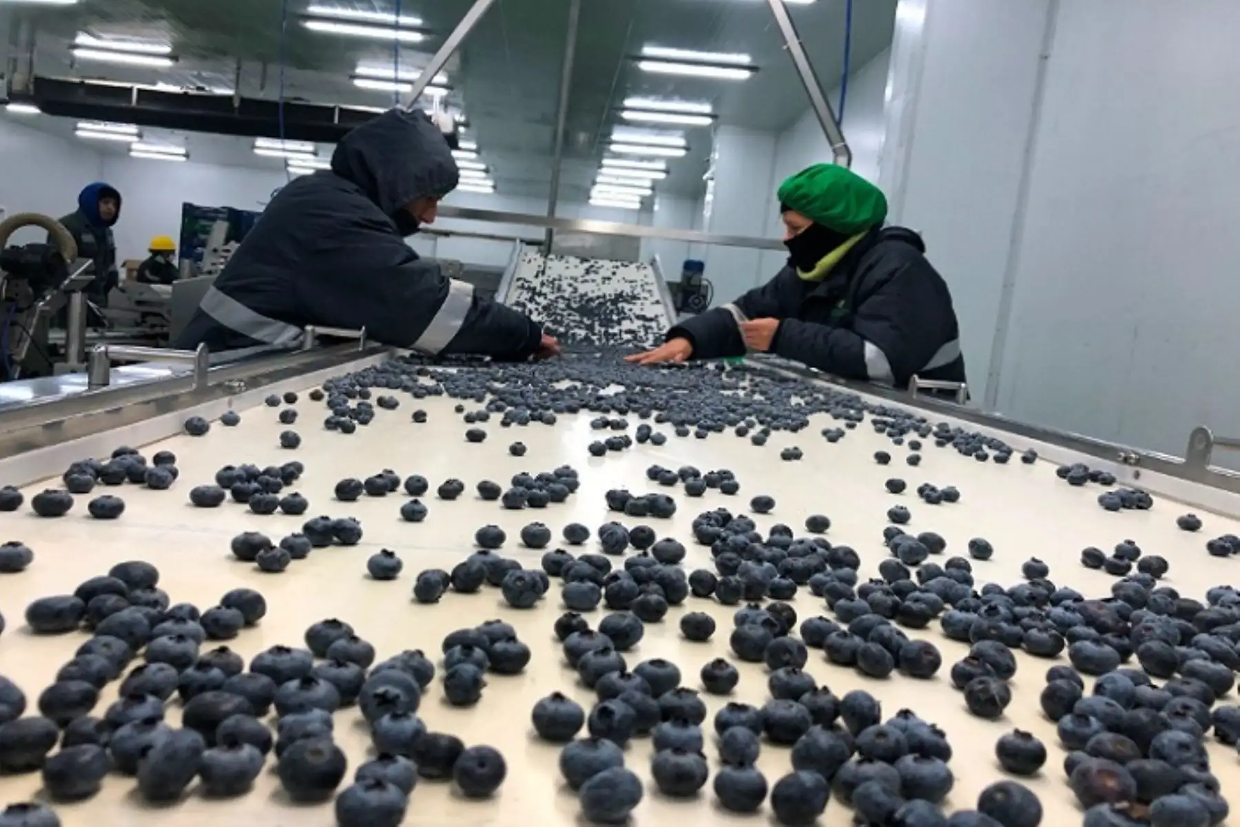 INEI resalta aumento de producción agrícola de arándanos y caña de azúcar en La Libertad