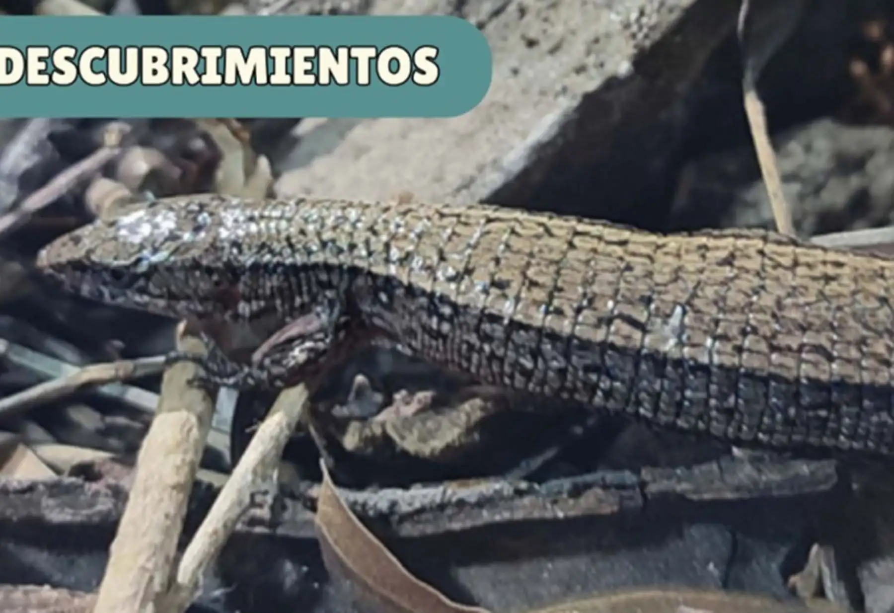 Ayacucho: científicos peruanos y extranjeros descubren nueva especie de lagartija