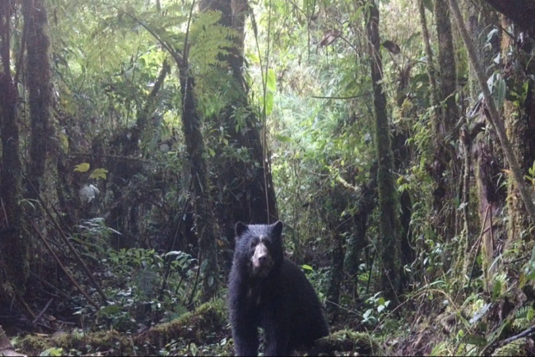 Sernanp iniciará nuevo monitoreo del oso andino en Parque Nacional Yanachaga Chemillén
