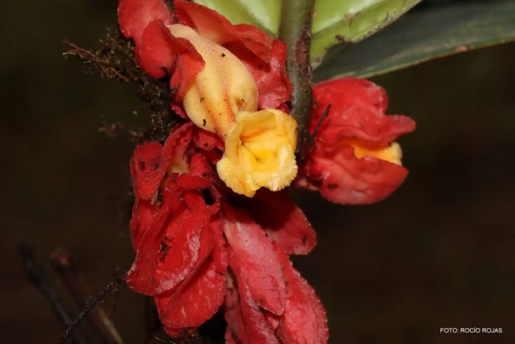 Drymonia crassolobulata es la nueva especie de planta descubierta en la selva central