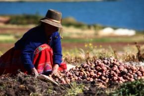 El Festival de la Papa Peruana 2026 reconoce el aporte de la agricultura familiar a la seguridad alimentaria mundial. Foto: MIDAGRI/Difusión.
