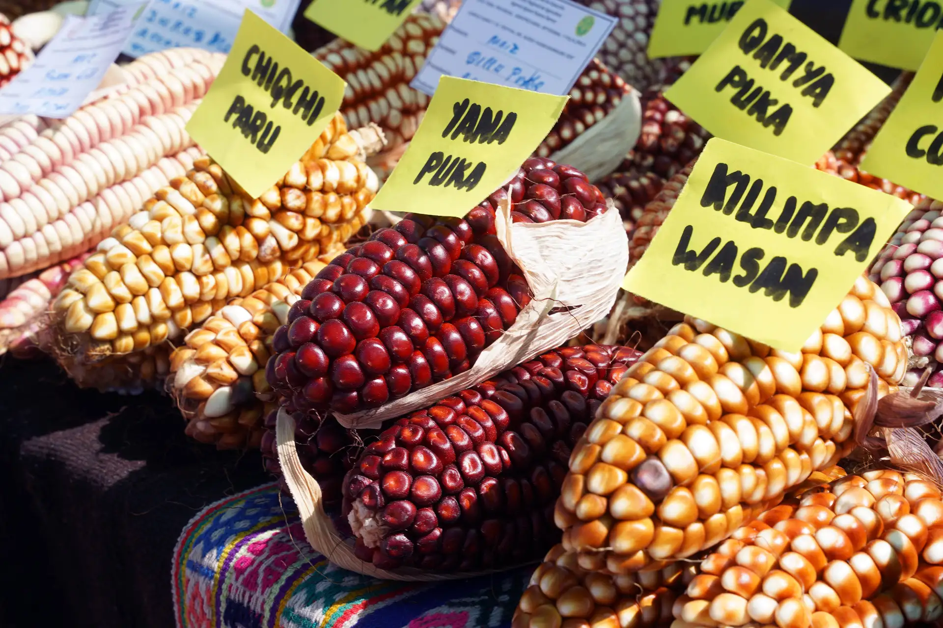 Productores de los cuatro distritos de Huanca Sancos exhiben variedades de maíz, papa y otros cultivos representativos de la agricultura local durante la feria “Corpus Christi 2026”. Foto: ANDINA/Genry Bautista