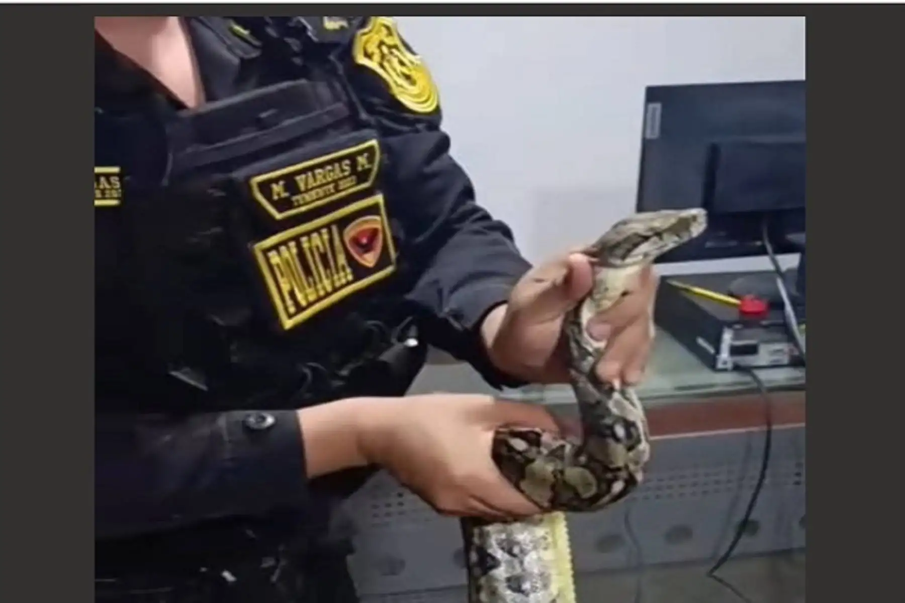 Lambayeque: hallan boa abandonada en un costal cerca del Mercado Modelo de Chiclayo