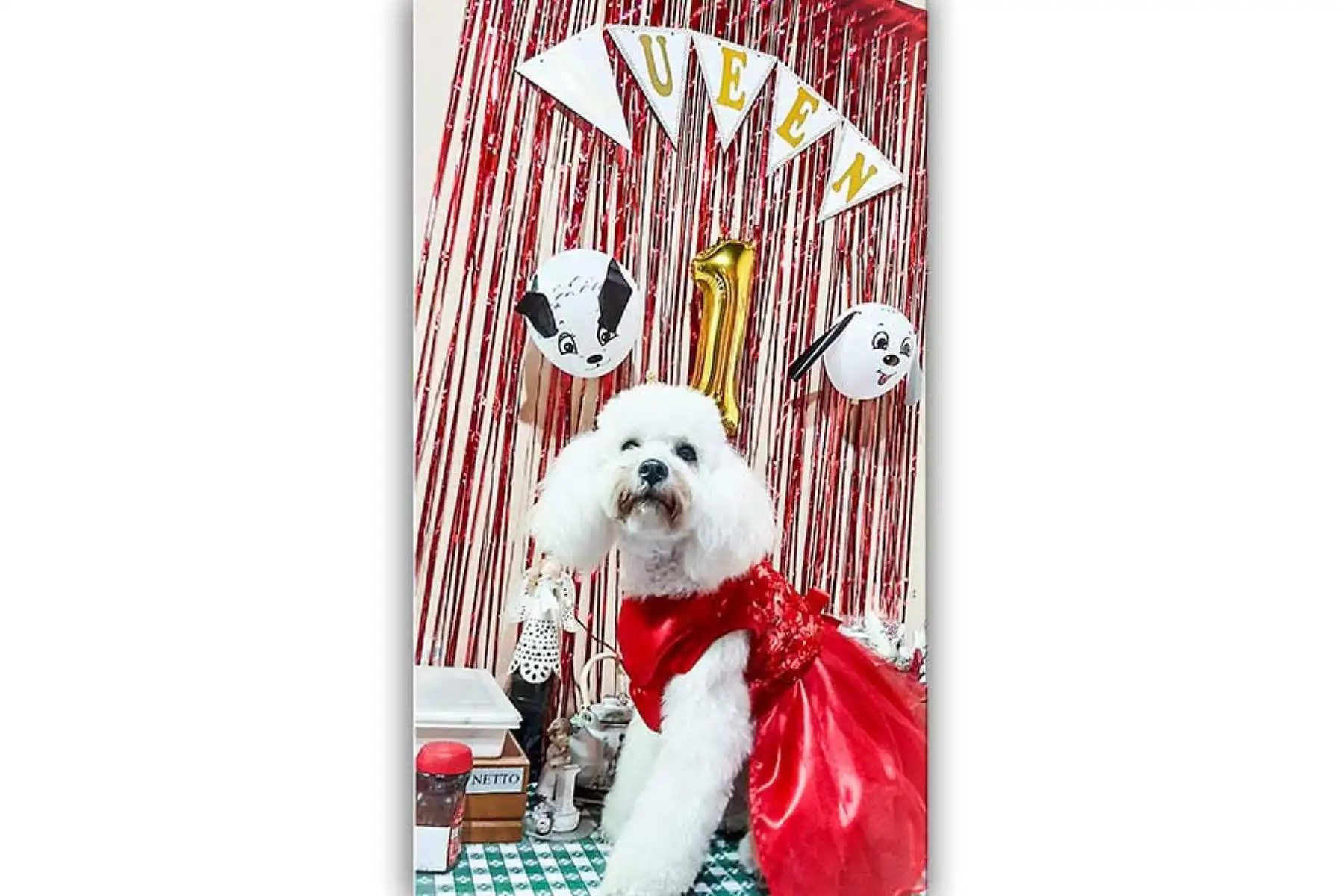 En Lince, desde la pandemia ha aumentado el número de mascotas y servicios para los engreídos de la casa. 