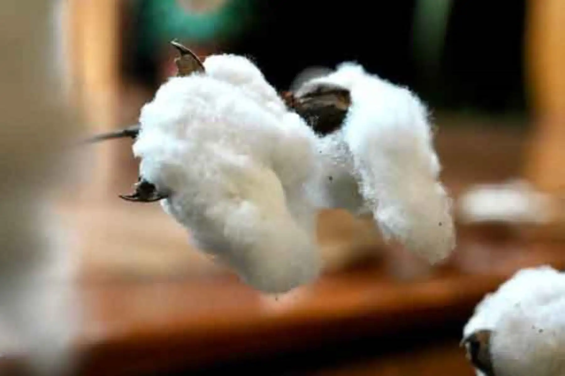 Algodón ‘molinero extralargo’: innovación peruana para impulsar la industria textil
