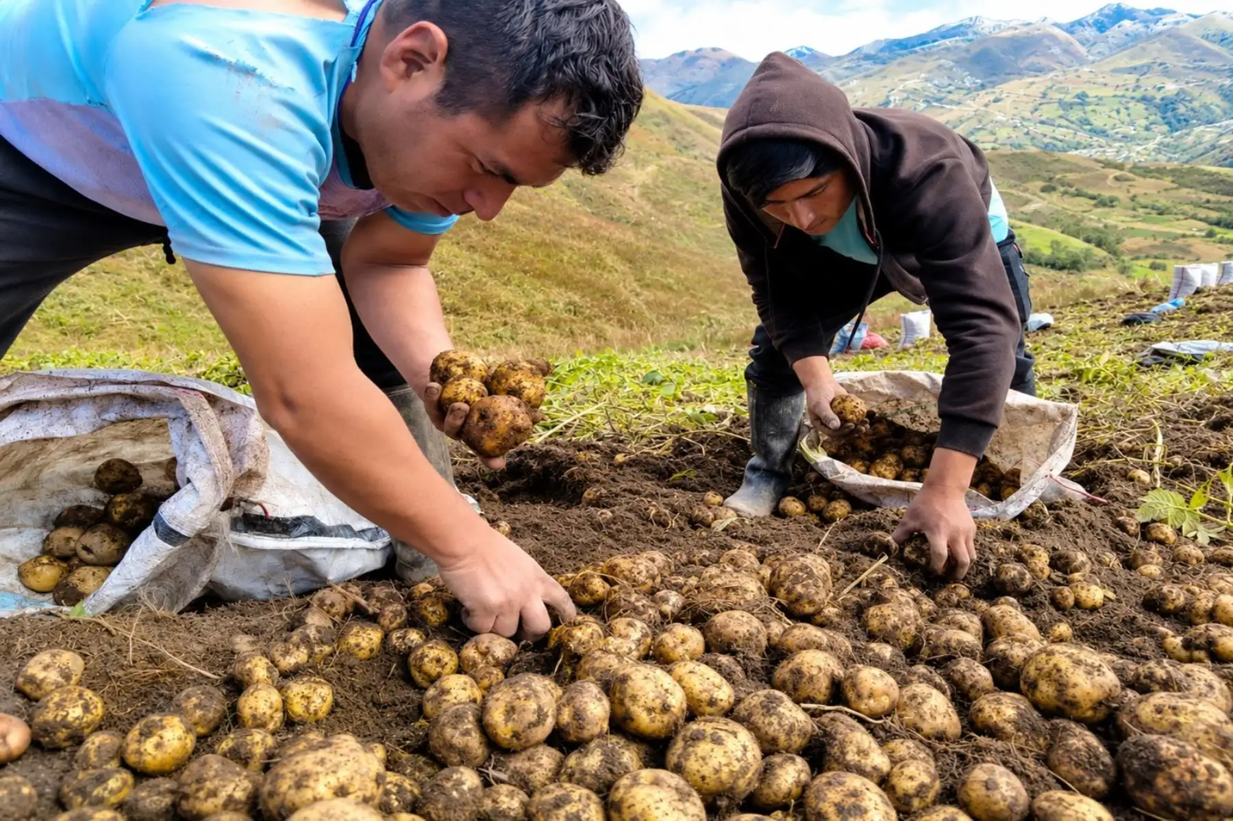 Huánuco: productores concretan primera venta directa de papa amarilla a la agroindustria