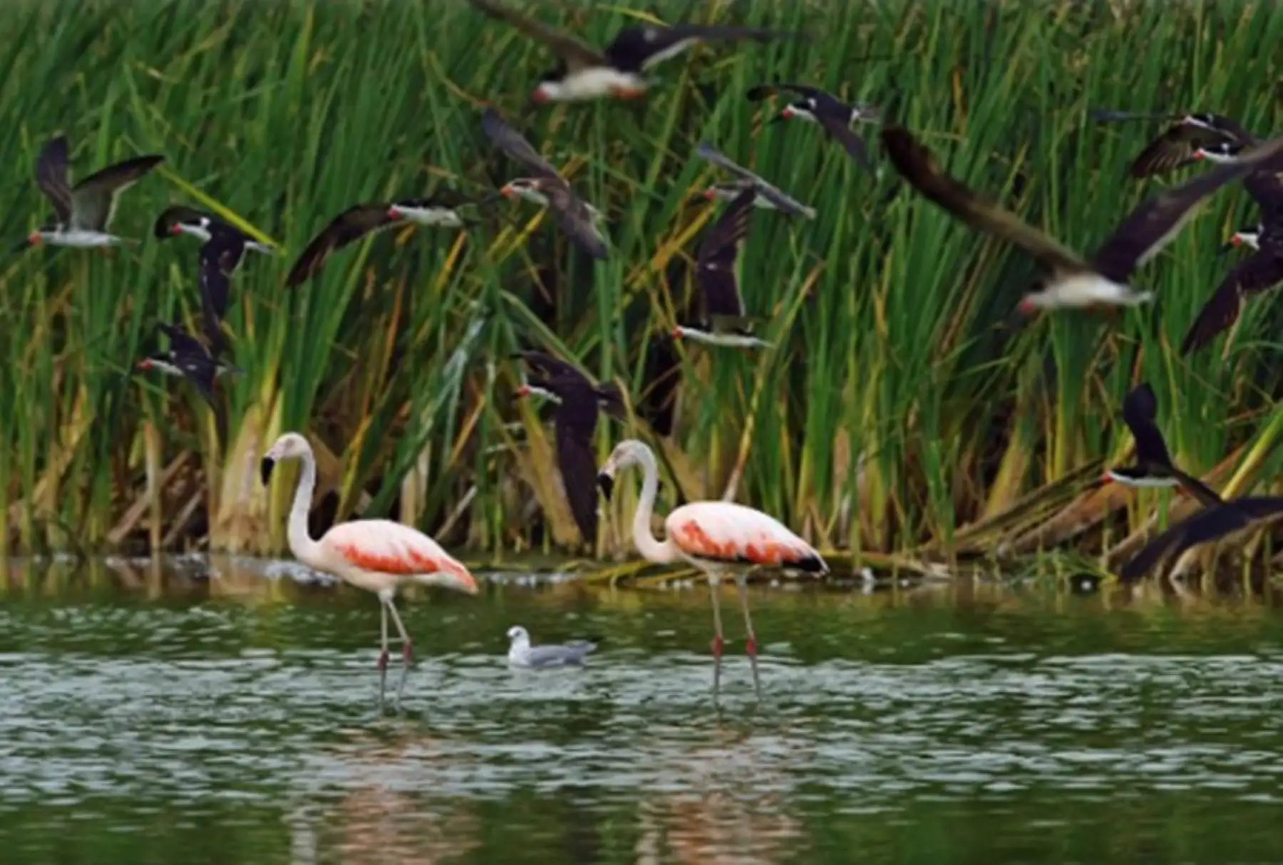 Los humedales y otros ecosistemas presentes en las ciudades forman parte de esta biodiversidad y brindan servicios ecosistémicos esenciales que favorecen la adaptación al cambio climático y fortalecen la calidad de vida de los ciudadanos