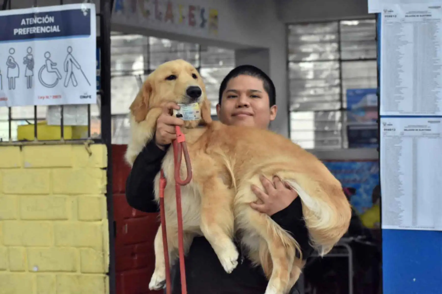 Varios ciudadanos acudieron a votar acompañados de sus mascotas durante la segunda vuelta electoral de las Elecciones Generales 2026. En distintos centros de votación, los perros se convirtieron en protagonistas de la jornada, acompañando a sus dueños y despertando la atención de otros electores en una fecha clave para la democracia peruana. Foto: ANDINA/Dany Seminario.