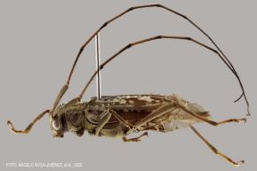 Estos hallazgos amplían el conocimiento científico sobre la fauna peruana y aportan información relevante para fortalecer futuras investigaciones y estrategias de conservación de la biodiversidad.