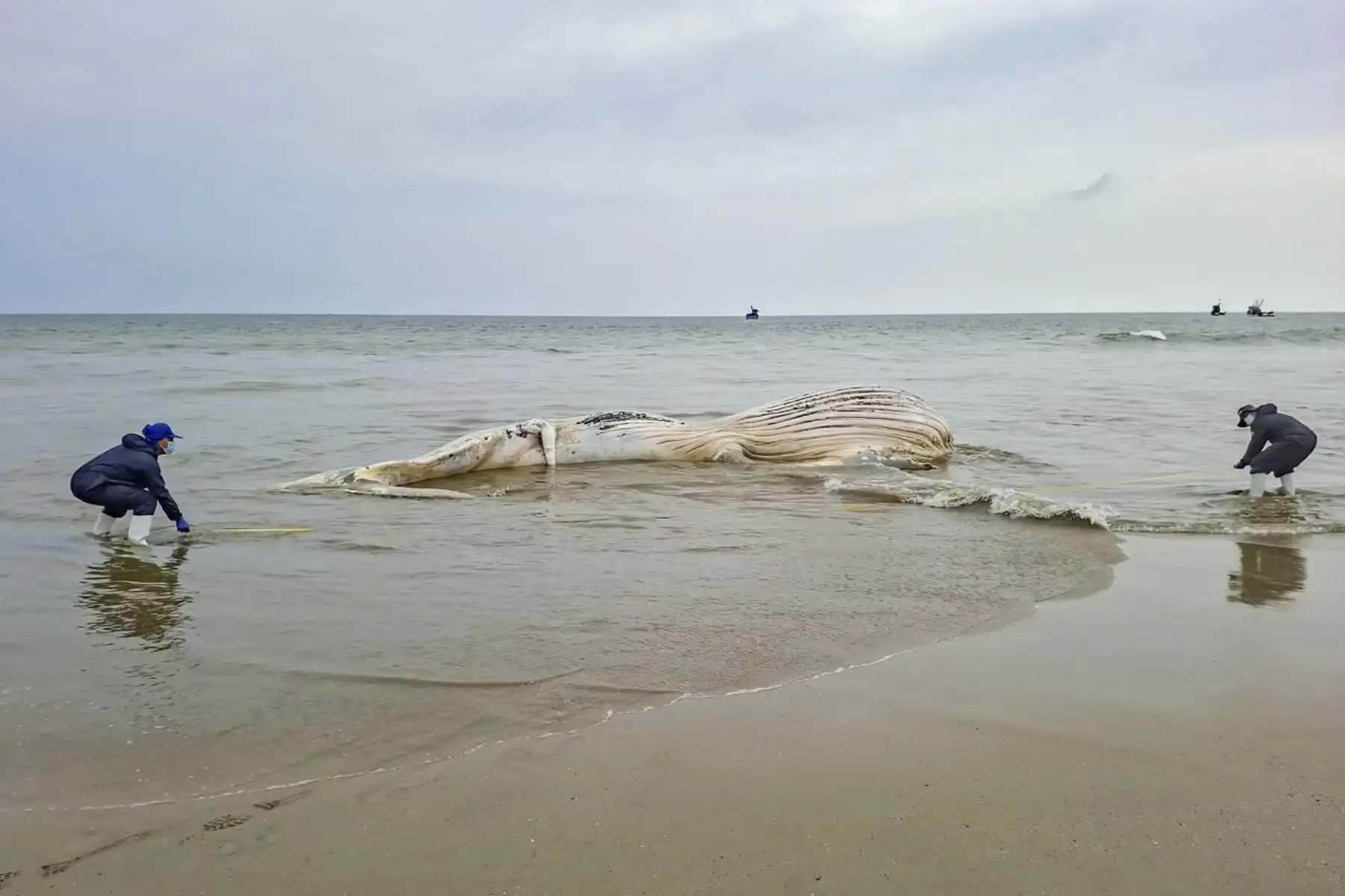 Tumbes: encuentran cuerpo inerte de ballena joroba