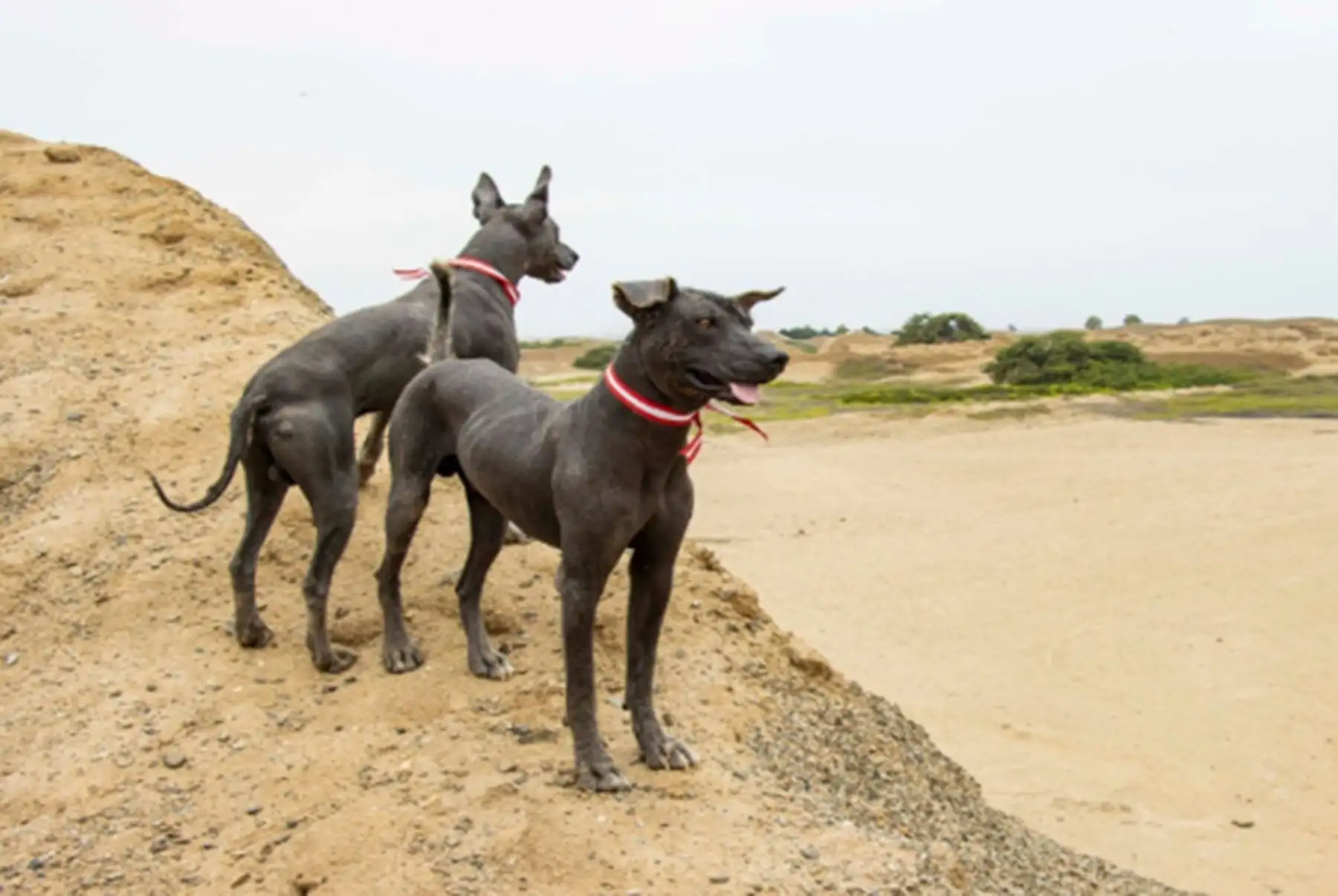 Perro sin pelo: ¿Cómo esta raza canina genuina llegó a ser s