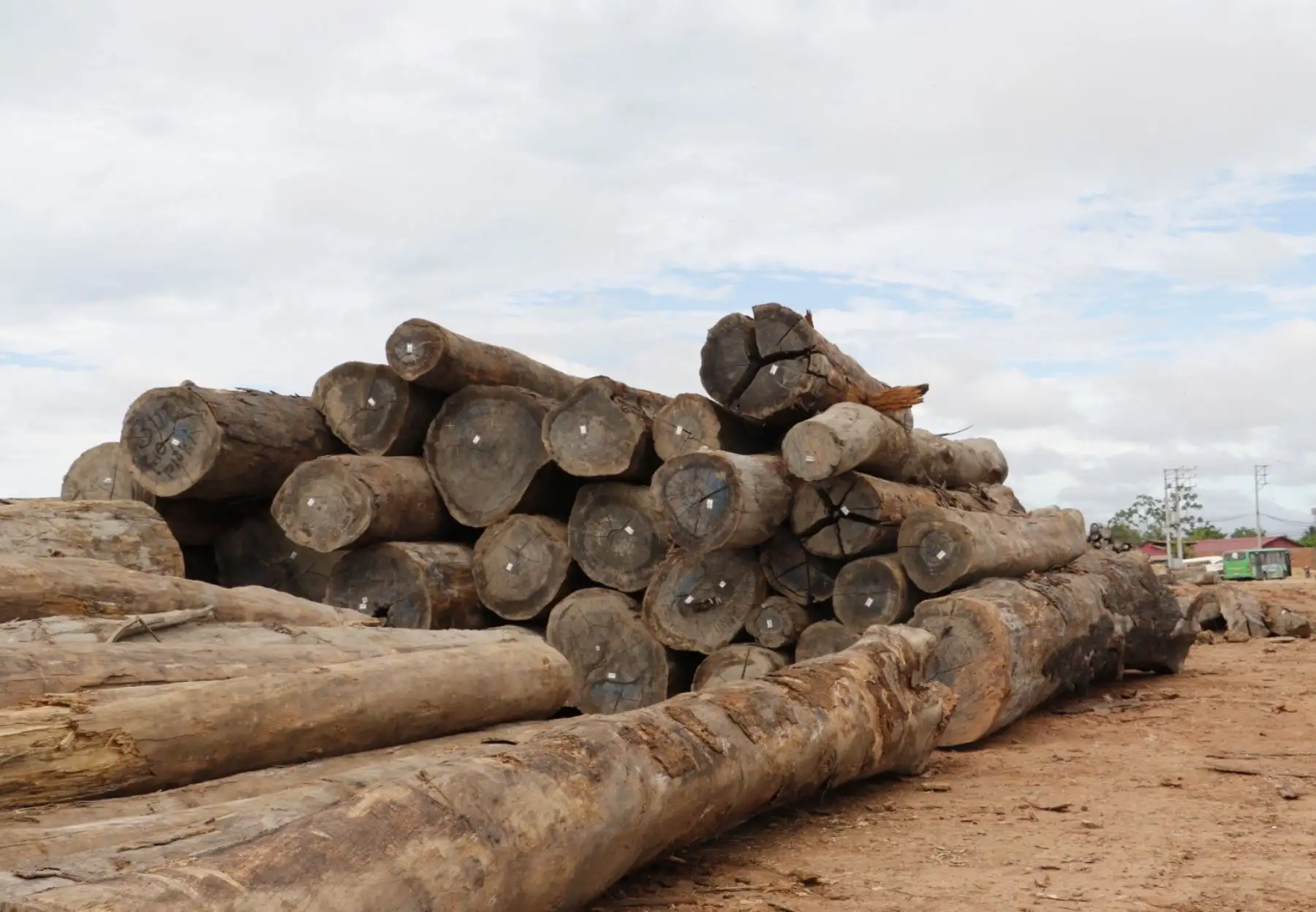 Madera de Ucayali conquista mercados de China, Estados Unido