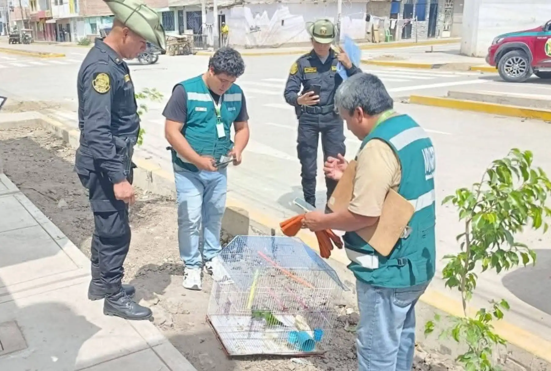 Rescatan loros silvestres en Lambayeque y reiteran llamado a