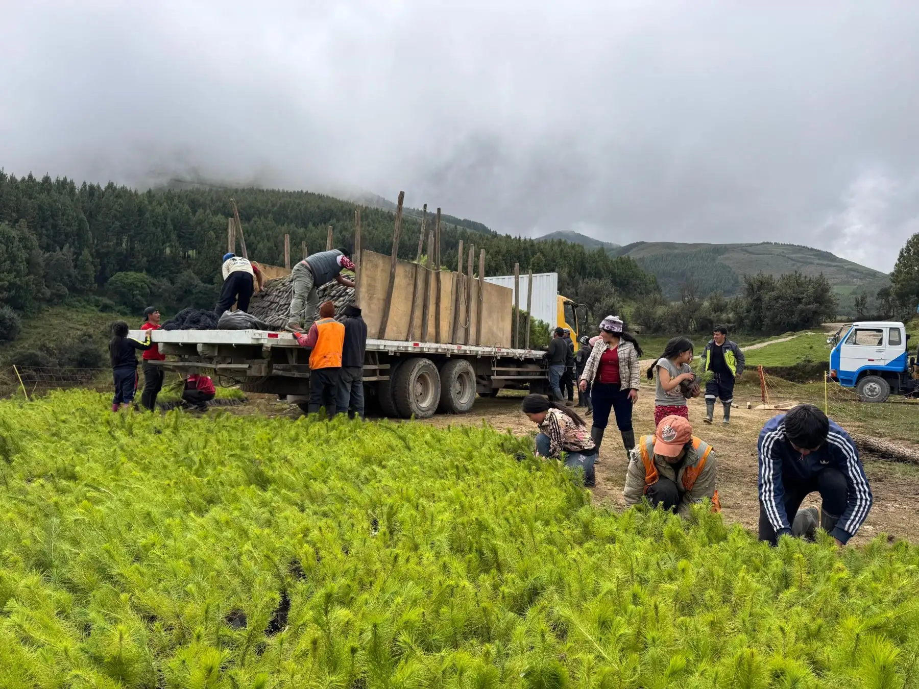 Con reforestación recuperan áreas degradadas y fortalecen se
