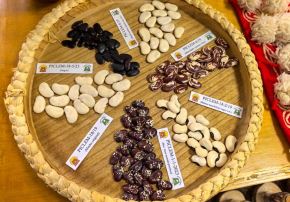 El importante potencial genético de las cuatro especies domesticadas de frijol y tres parientes silvestres de esta leguminosa en el Perú contribuye a fortalecer la seguridad alimentaria y a desarrollar cultivos más resistentes frente al cambio climático. 