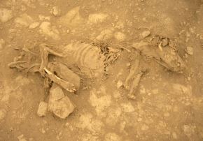 Más de 340 huesos de veinte perros sin pelo peruanos fueron hallados en el interior del Castillo de Huarmey. Los restos formaban parte de rituales funerarios de la cultura Wari. ANDINA/Difusión