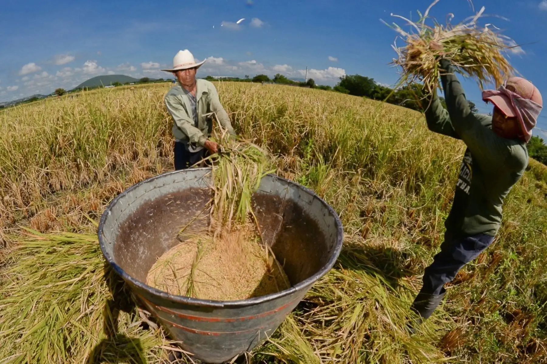 Cuatro departamentos aportaron 61.4% de la producción nacional de arroz cáscara en abril