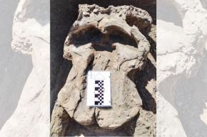 Fósiles hallados en Junín podrían aportar información valiosa sobre la evolución y distribución de los mastodontes en el continente. Foto: Ingemmet