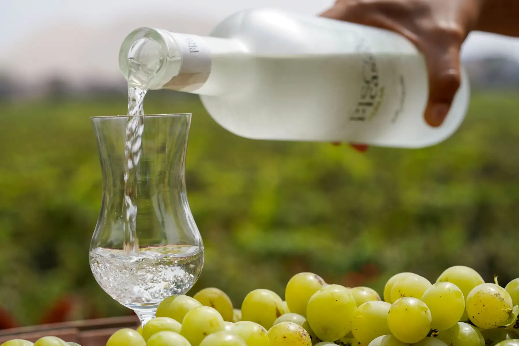 Los circuitos enológicos en Ica permiten conocer el proceso de producción del pisco y el vino, así como las variedades de uvas empleadas en estas bebidas. Foto: ANDINA/Genry Bautista.