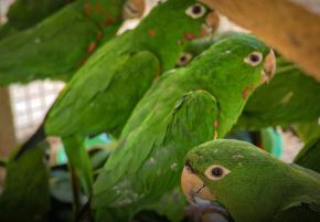 Un total de 105 aves silvestres amazónicas, víctimas del tráfico de fauna silvestre, fueron rescatadas durante un operativo conjunto realizado en las inmediaciones del puerto de Pucallpa, en Ucayali. ANDINA/Difusión