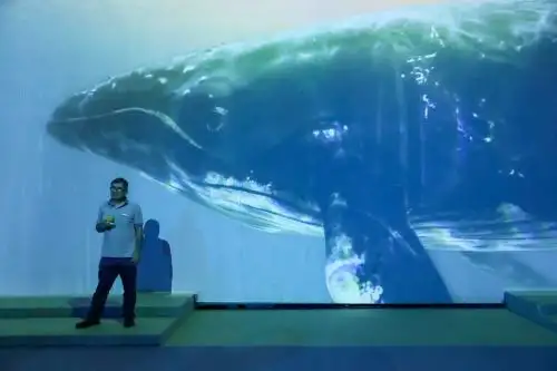 Ballenas jorobadas llegan al norte peruano entre julio y octubre
