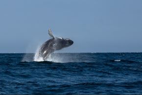 El avistamiento de ballenas jorobadas en el mar de Piura es uno de los principales atractivos turísticos de esta región en esta época del año. ANDINA/Difusión