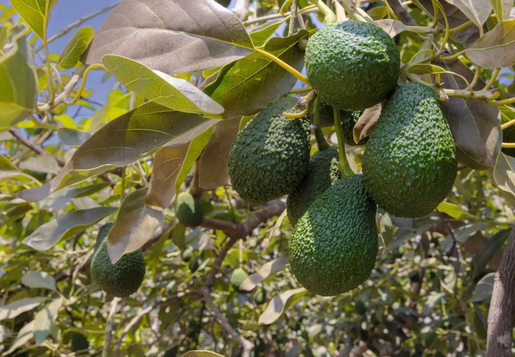 Midagri impulsa consumo nacional de palta Hass producida por pequeños agricultores