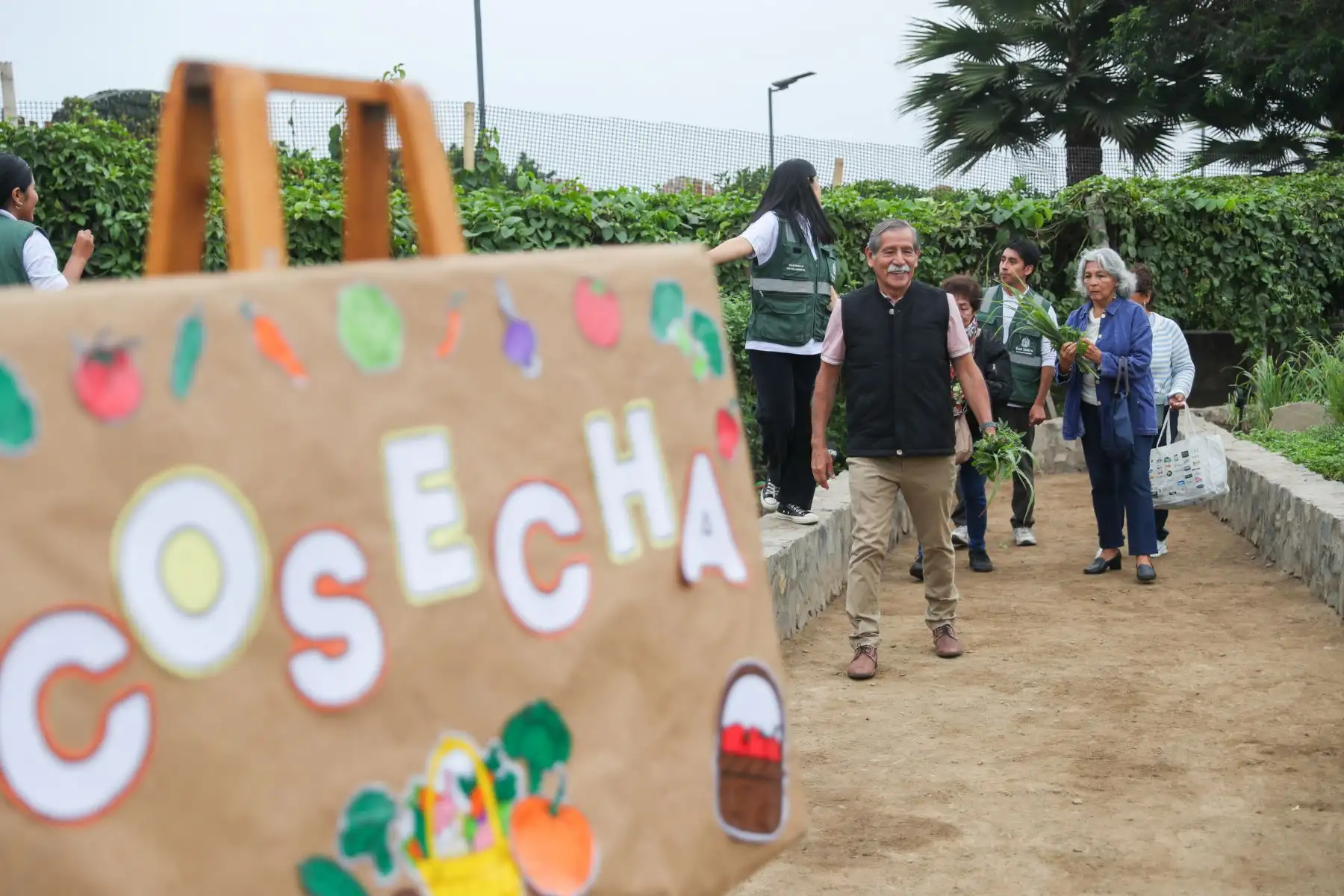 La jornada de cosecha permitió a vecinos y adultos mayores conocer las labores vinculadas al cultivo y recolección de alimentos. Foto: ANDINA/Ricardo Cuba.