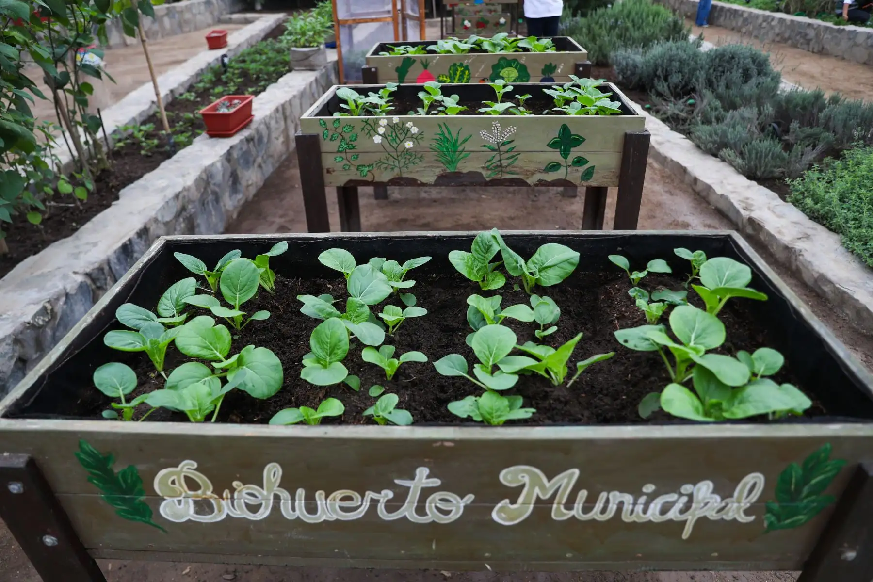 Las parcelas del Biohuerto Municipal albergan diversos cultivos y sirven como espacio de aprendizaje para vecinos de todas las edades. Foto: ANDINA/Ricardo Cuba.