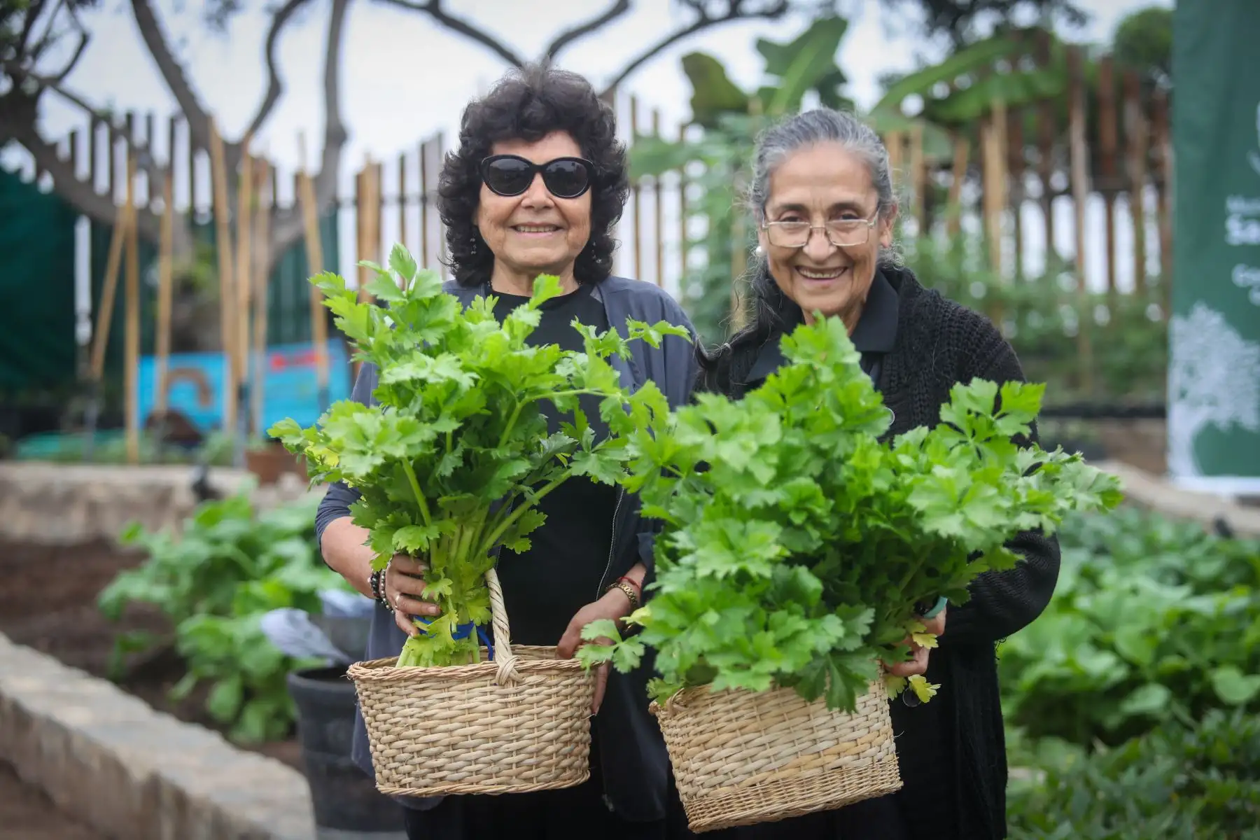 Vecinos y adultos mayores participaron en una jornada de cosecha de hortalizas y hierbas aromáticas en el Biohuerto Municipal de San Isidro, ubicado en el Parque Bicentenario, como parte de las actividades por el Día del Campesino. La iniciativa promovió la agricultura urbana, la educación ambiental y el reconocimiento al trabajo de los agricultores peruanos. Foto: ANDINA/Ricardo Cuba.