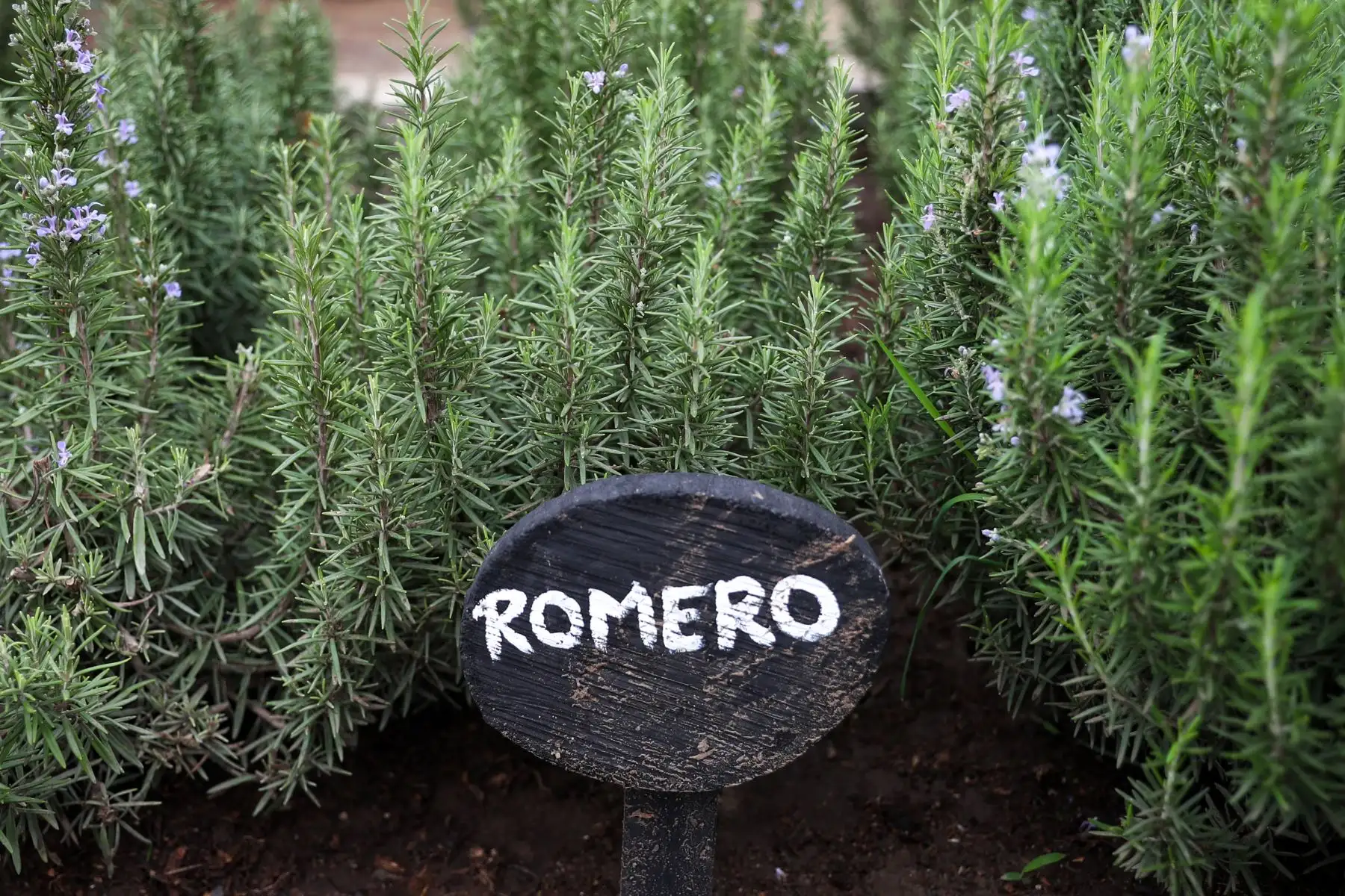 El romero forma parte de las hierbas aromáticas cultivadas en las parcelas del Biohuerto Municipal de San Isidro. Foto: ANDINA/Ricardo Cuba.