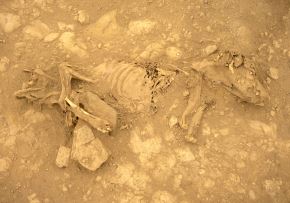 En abril se conoció el hallazgo de restos de perro peruano sin pelo en el Castillo de Huarmey, que fueron sepultados entre los siglos VII y IX d.C. y algunos de ellos fueron enterrados junto a personajes de alto rango de la cultura Wari. Foto: Cortesía Miłosz Giersz