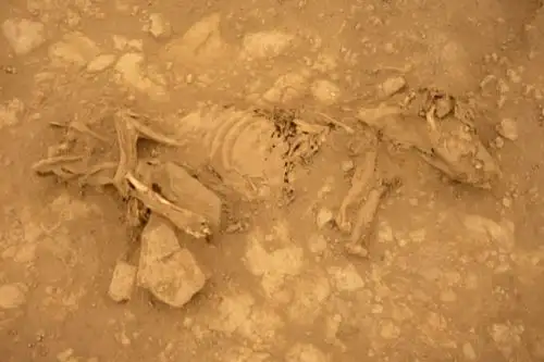 Hallazgo de perro sin pelo en Castillo de Huarmey revela vínculos con culturas andinas